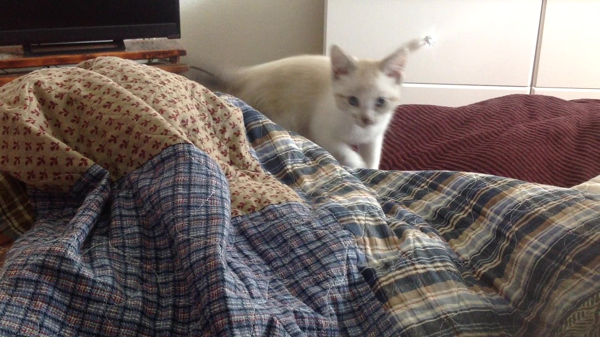 Kitty Rumble Kitty Gone wild