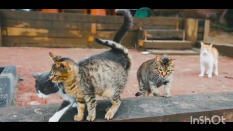 Funny video 2023 cats video 2023 animals funny video 2023