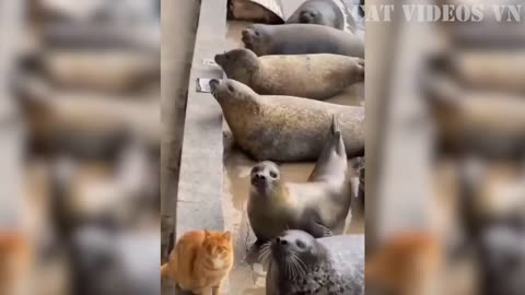 Funniest Animals Video and Funny Cats Compilation and Animal Videos