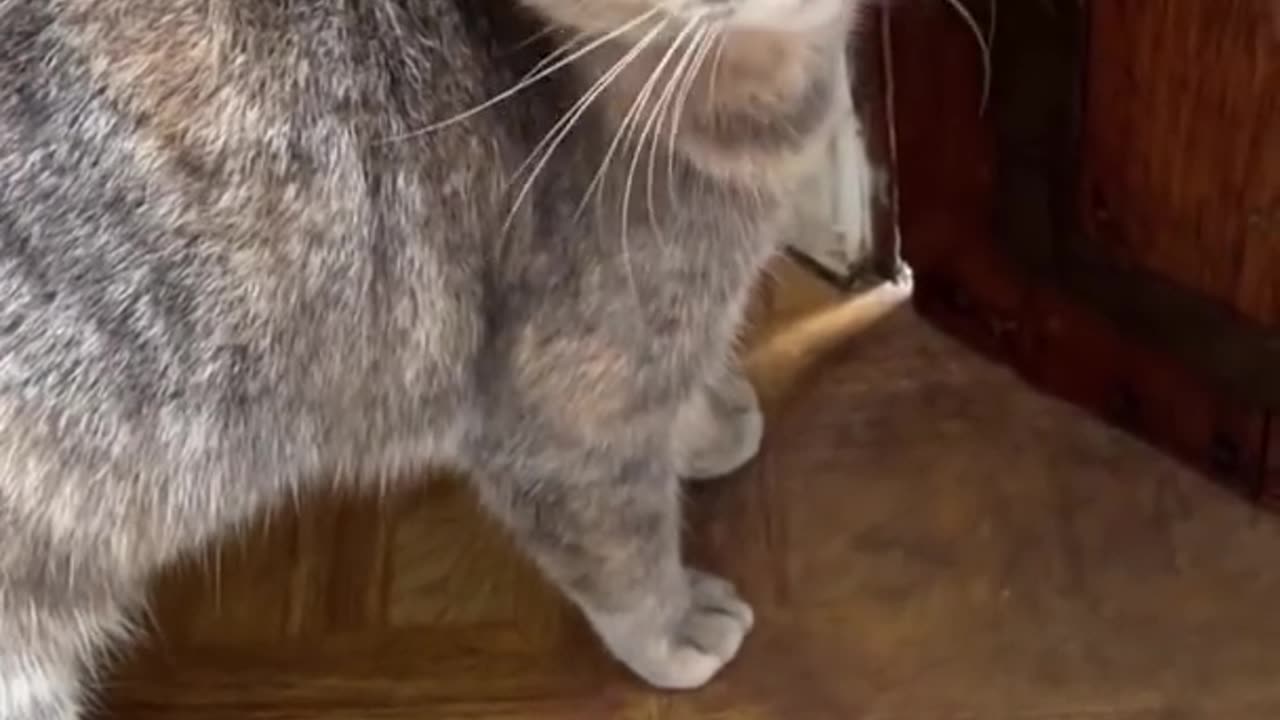 Funny animals Sounds