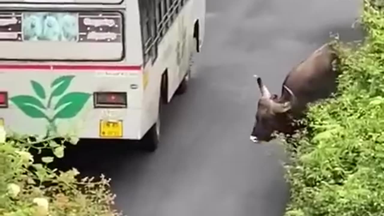 BISON ATTACK ON A PUBLIC BUS