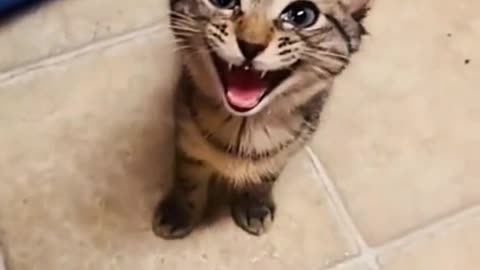 Cute and Funny Animal Moments! 🤣