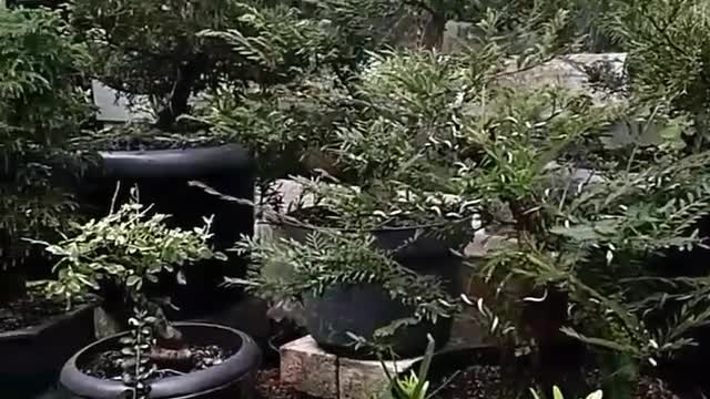 Bonsai Tree Collection