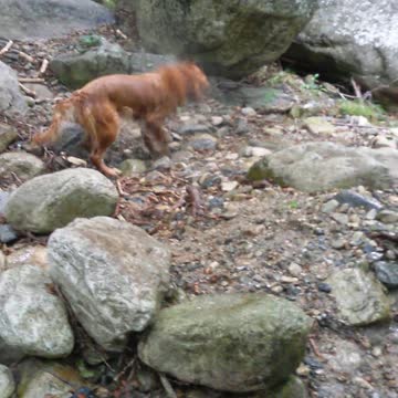 Dog falling in the river!