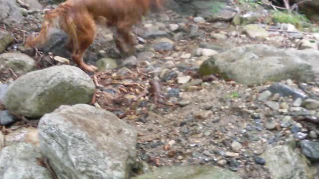 Dog falling in the river!