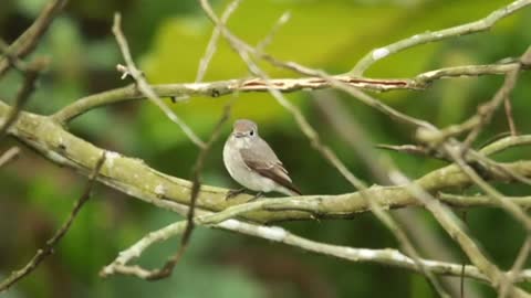 Beautiful Birds & Animals