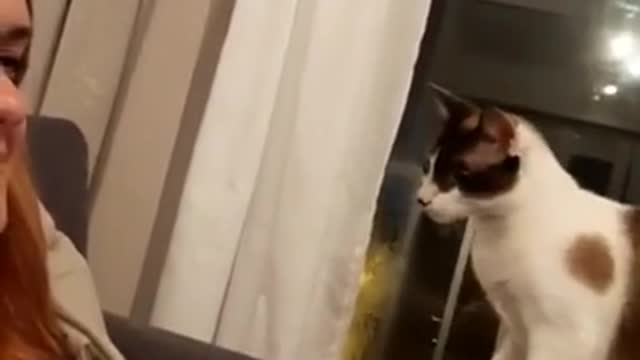 Buuuu, cat fright