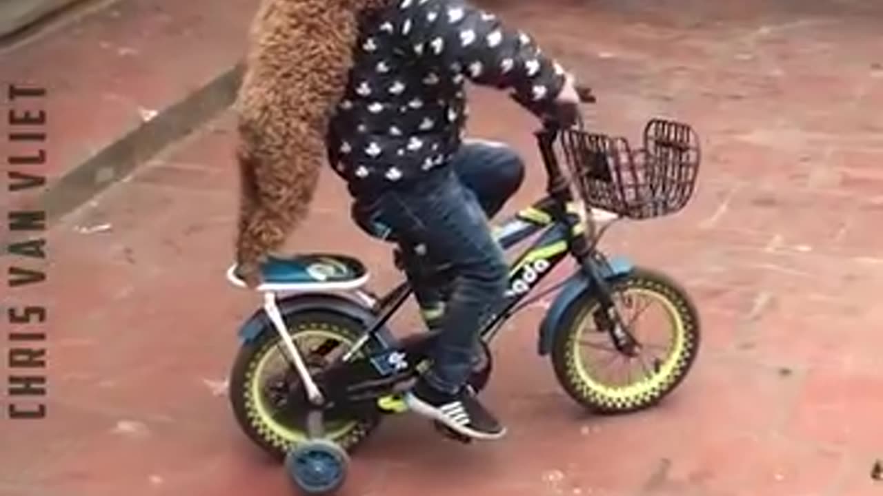 Funny videos
