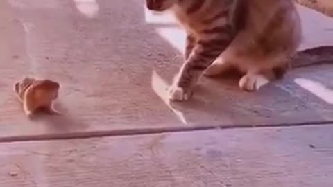 Funny cat scenes 😂😁