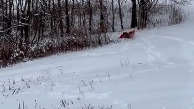 Dog sledding