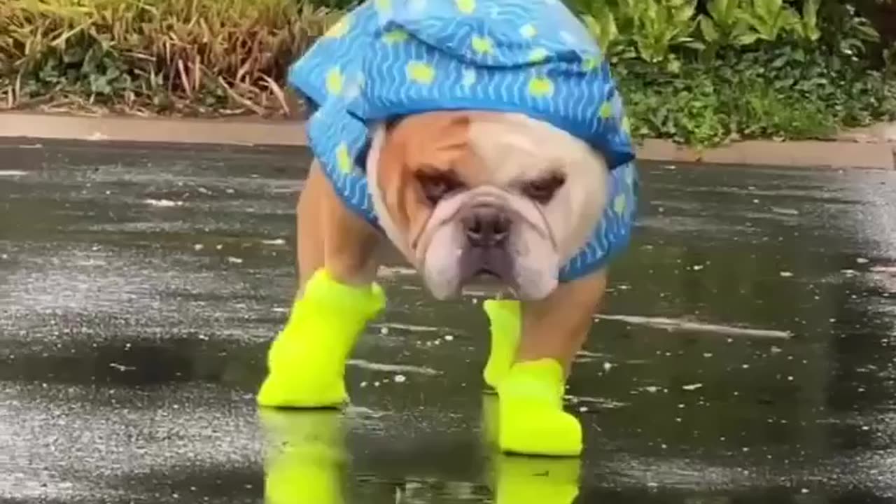 new hit clothes for dogs