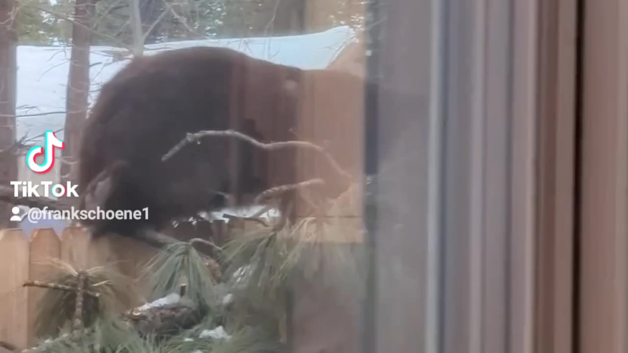 Bear Walk - Vancouver Island