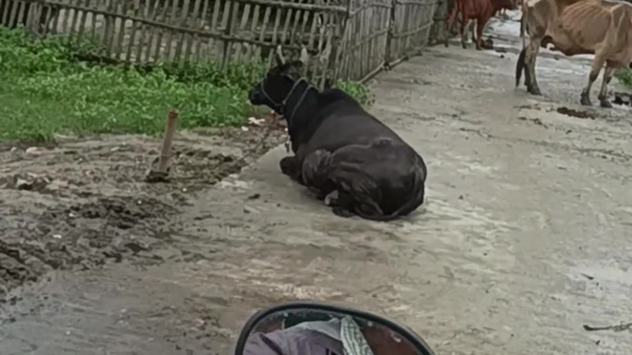 Buffalo and cow in Village #video @monu8877