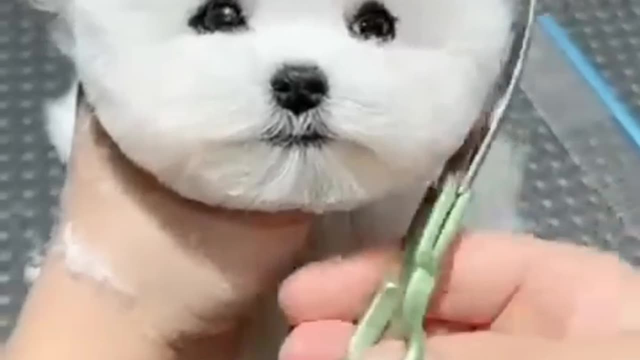 Puppies have bulging eyes