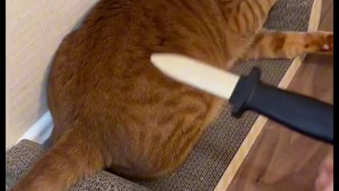 A smart cat