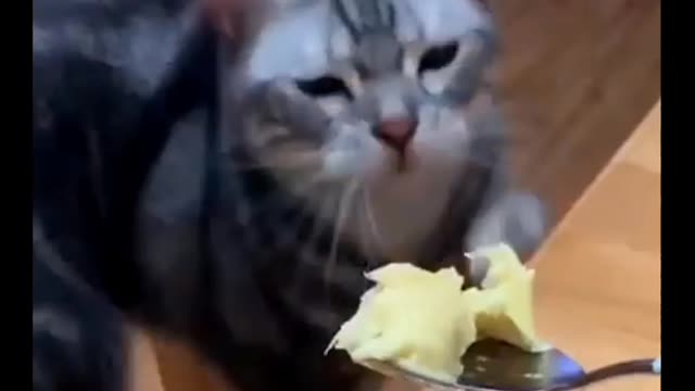Funny cat | Best funny video