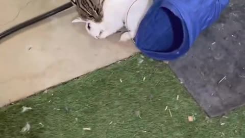 Cats Kill Rabbits