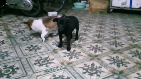 #funny moment with cat and puppy 🐶😁🤣