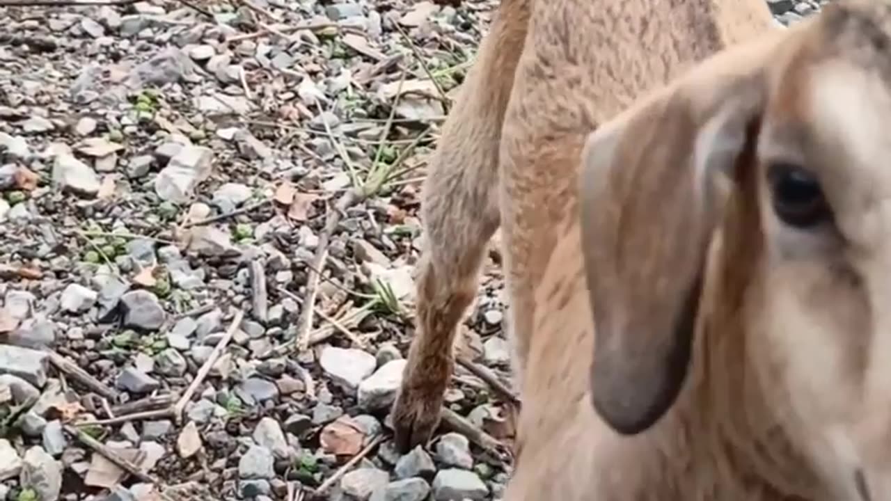 Playful animal 😍