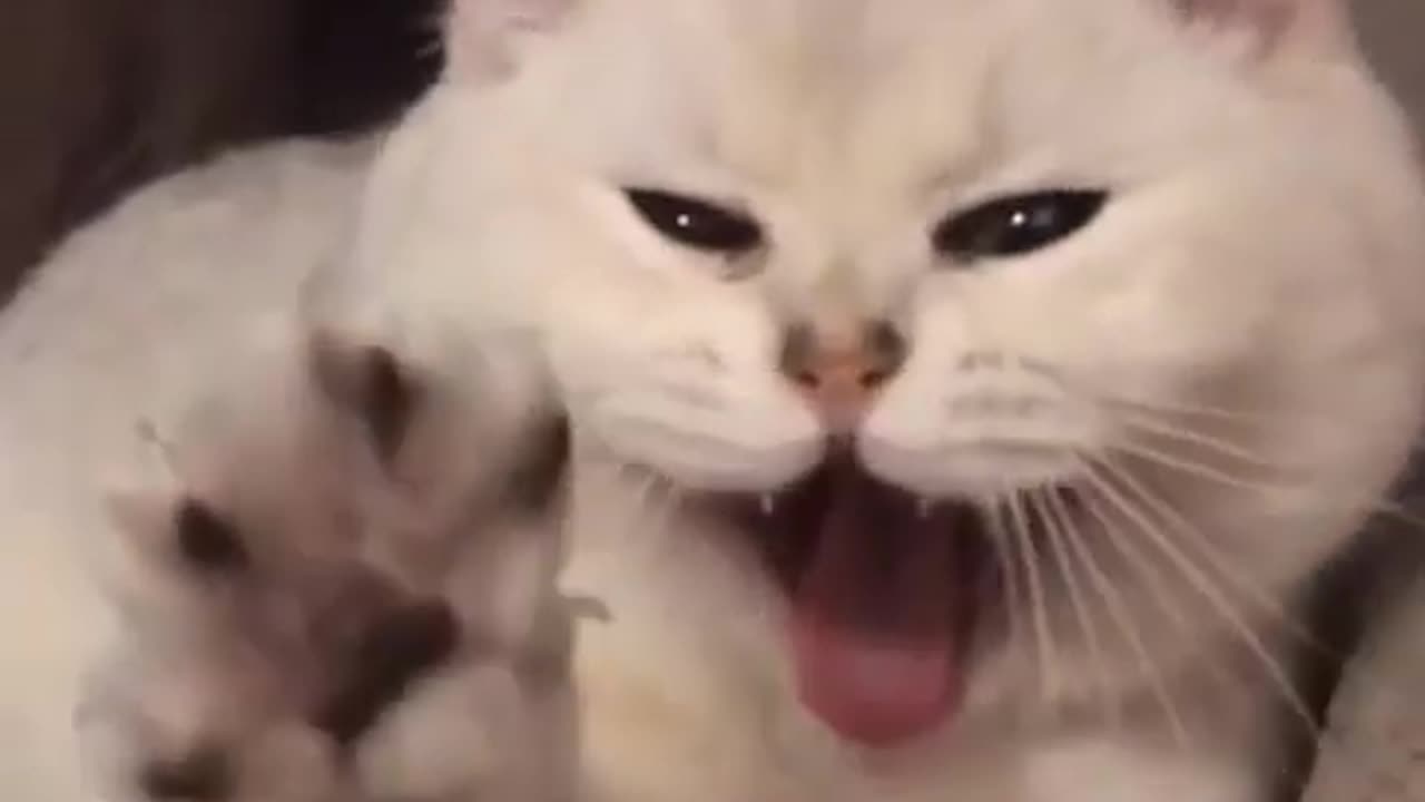 funny cats