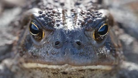 HD Wildlife - Safari - Forest Animals Compilation Video