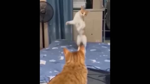 Cat dance patli kmria 💃💃💃