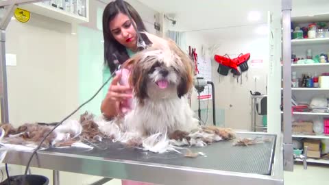 WOW !!! Pet Grooming COOL Pet Care