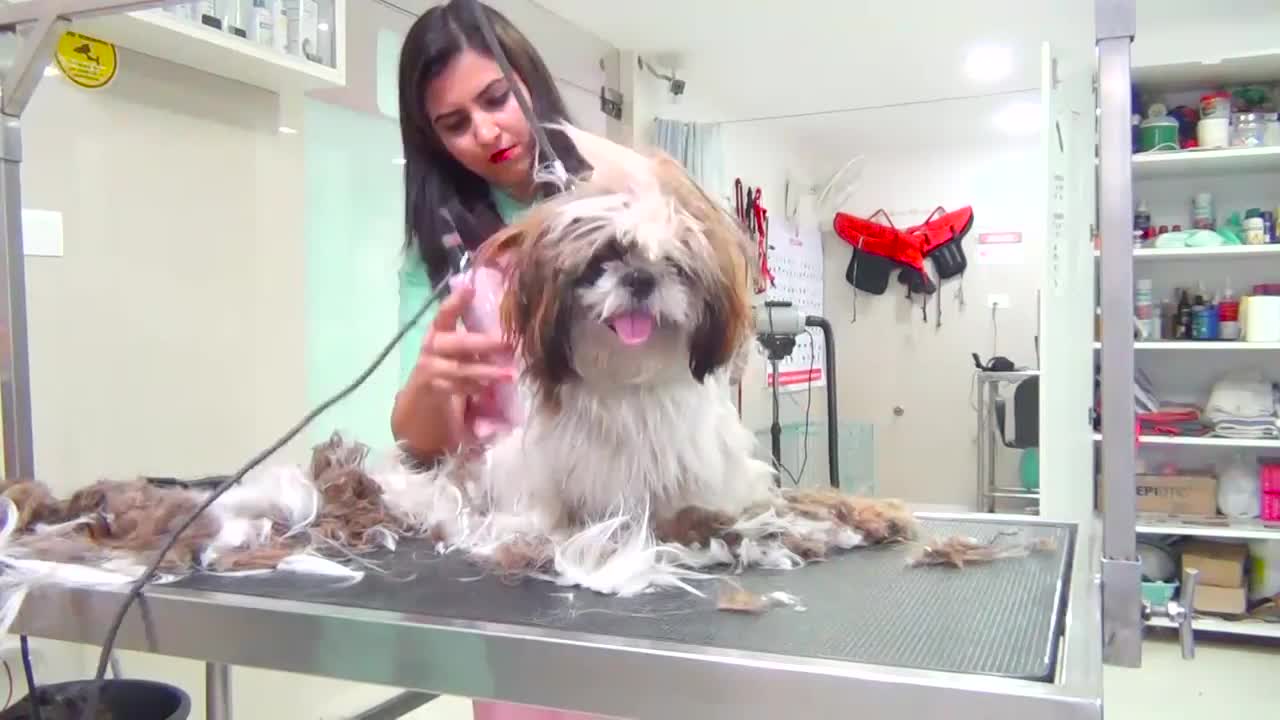 WOW !!! Pet Grooming COOL Pet Care