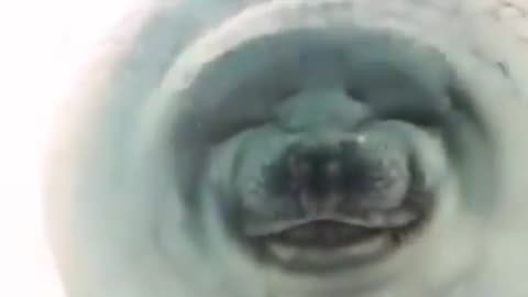 Seal swimming with a smile