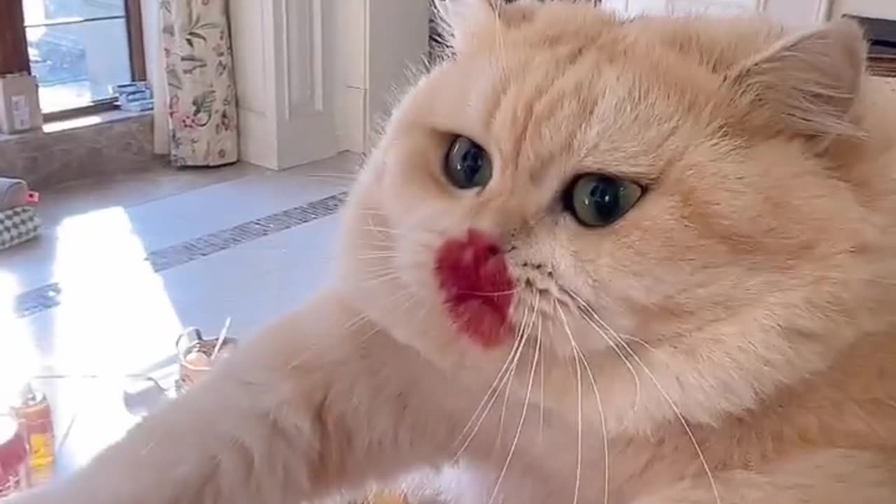 Kitty cook me something delicious