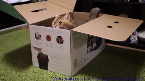 Big box and Hosico