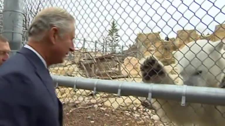 Prince Charles Feeds Polar Bear At Canada Zoo