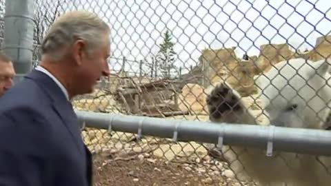Prince Charles Feeds Polar Bear At Canada Zoo