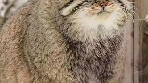 Manul