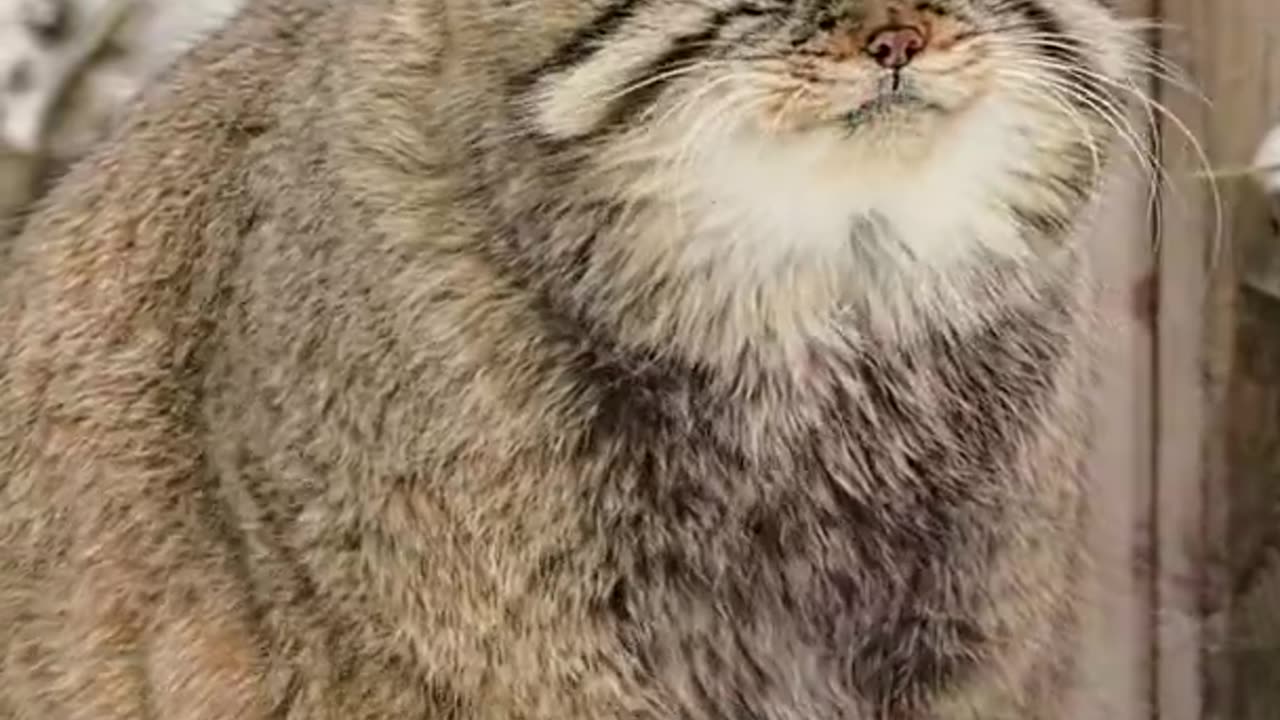 Manul