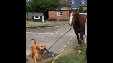 Horse Enjoying and funny videos 😄😄😄🤣😂😂