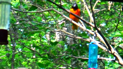 Oriole