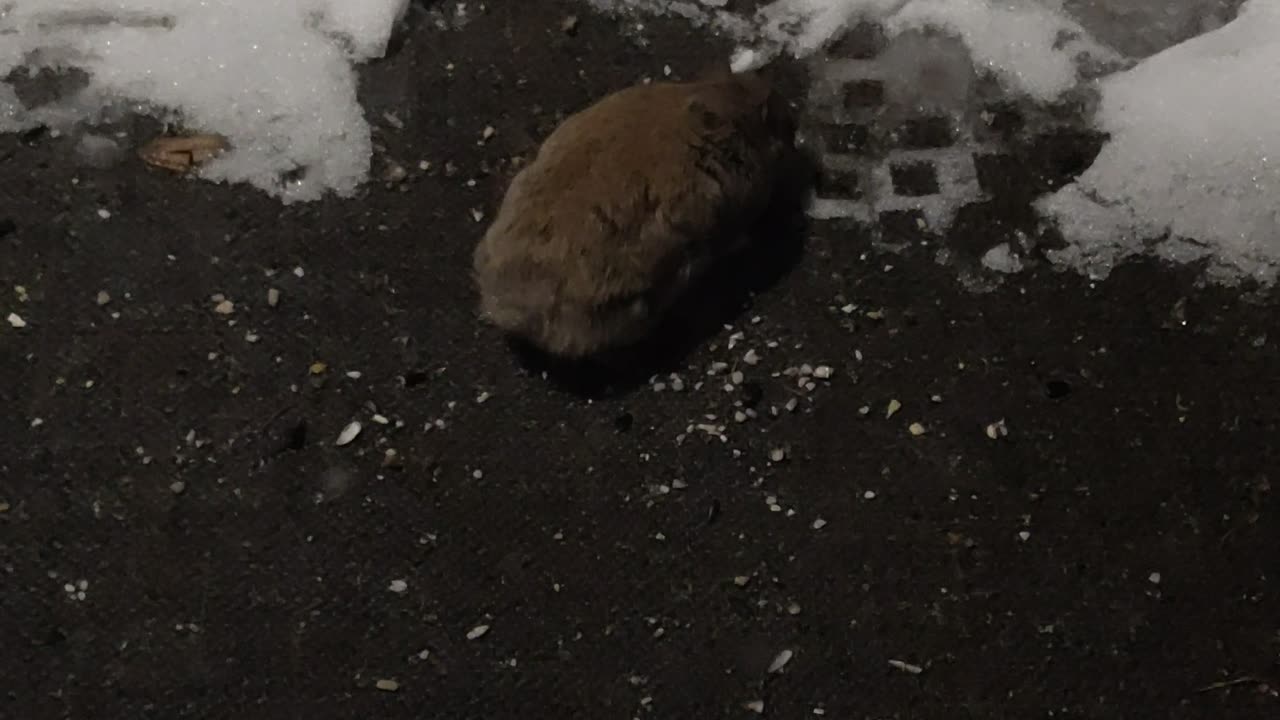 Is that a marmot on my back porch?