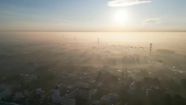 Flock of Swallows