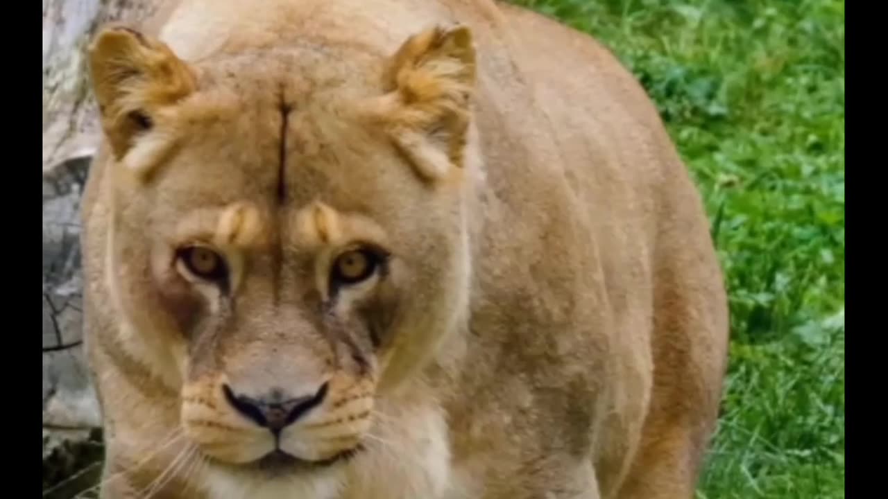 Look this lion eyes