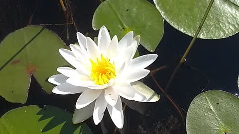 Water Lily