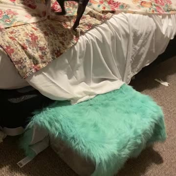 Step box for little doggy