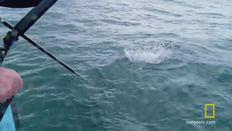 Catch of the Week - Nine Foot Monster | Wicked Tuna: Outer Banks