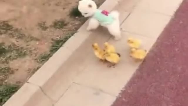 Puppy Raises Ducklings as its own