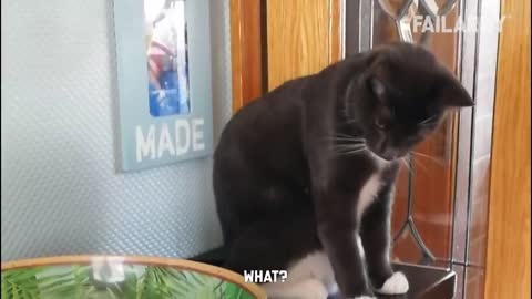 Funny video about cats 😹😹😹😹