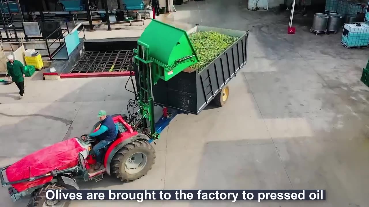 How to Produce Millions of Olive Soap Bar in Traditional Soap Factory - Olive Harvest and Processing