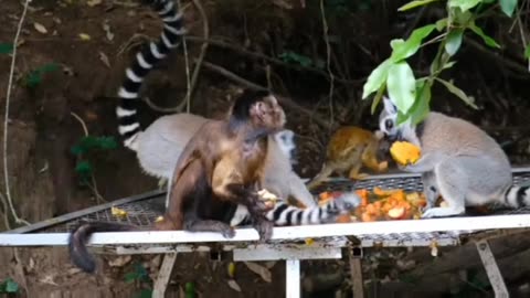 Monkeys Eating Leaves on Top of the Tree Branches