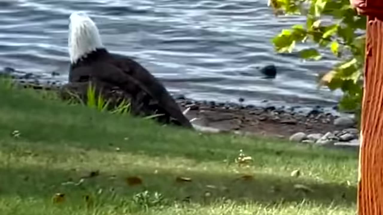 Bald Eagle Pulls 30lb Carp Ashore