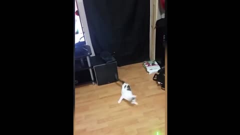 Cat following a laser and knocking down the curtain