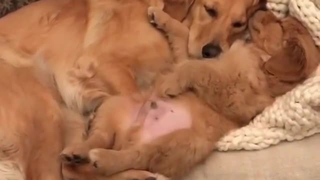 The mother dog is sleeping with her puppy